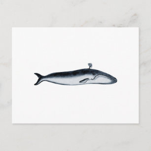 Blue Whale Illustration (spouting) Postcard