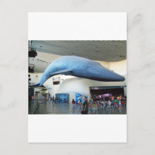 Blue Whale Postcard