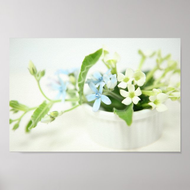 Blue & White flower. Poster (Front)