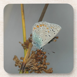 Blue White Orange with Black Spots Butterfly Coaster