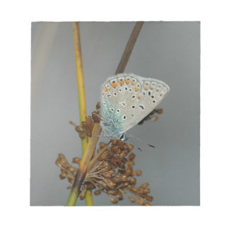 Blue White Orange with Black Spots Butterfly Notepad
