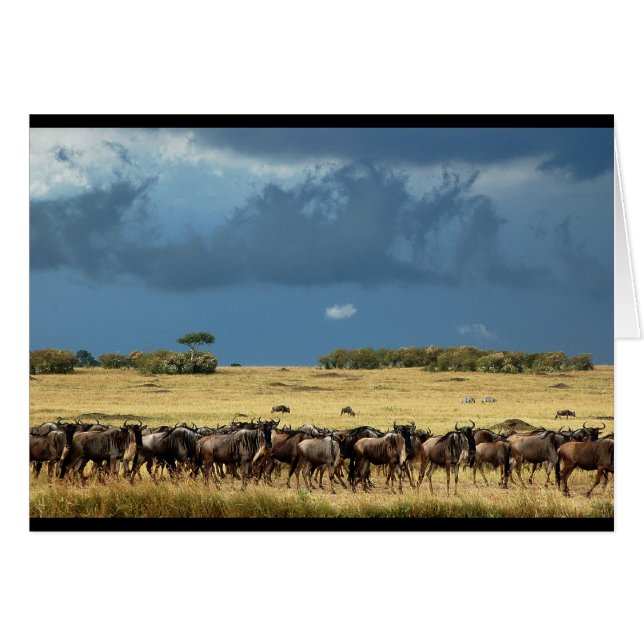 Blue Wildebeest (GNU) Masai Mara Kenya card (Front Horizontal)