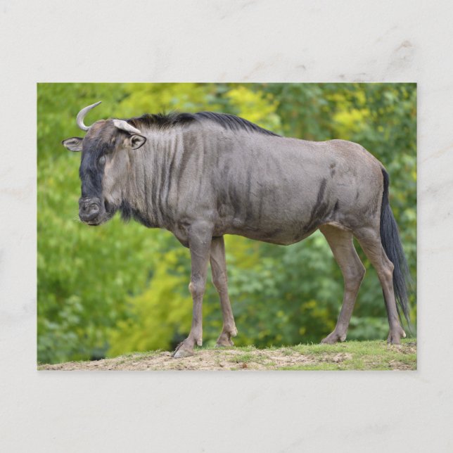 Blue wildebeest postcard (Front)
