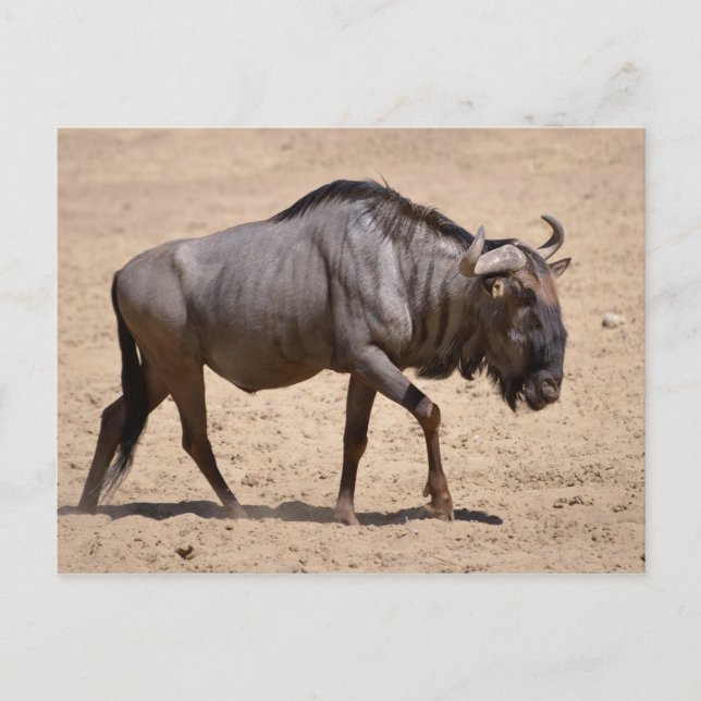 Blue wildebeest walking postcard (Front)