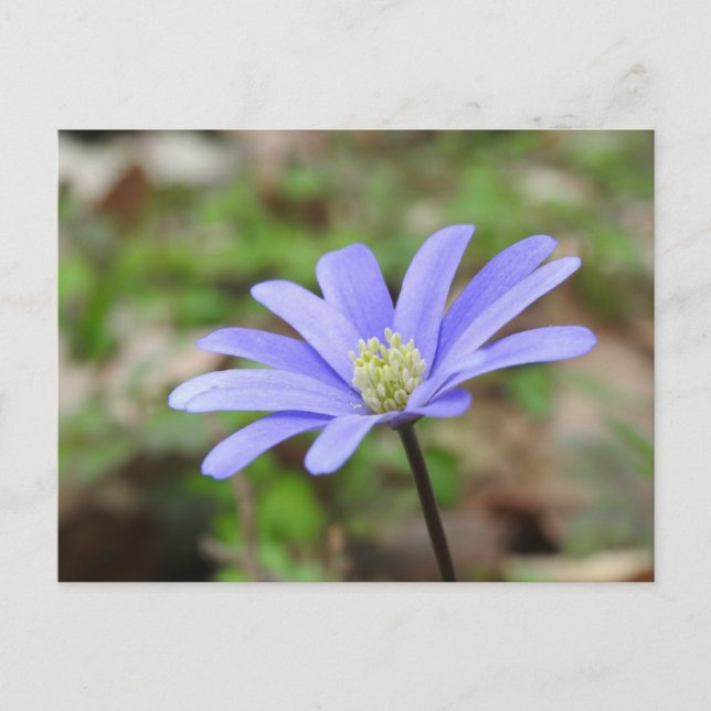 Blue Windflower Postcard (Front)