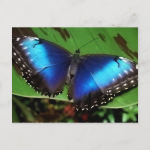 Blue Wing Butterfly Postcard
