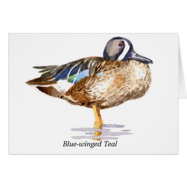 Blue-winged Teal (Front Horizontal)