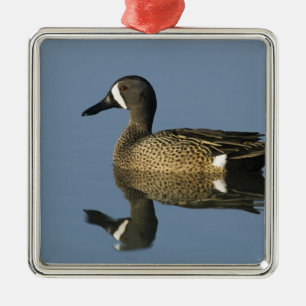 Blue-winged Teal, Anas discors,male, Port Metal Ornament