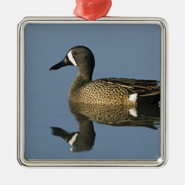 Blue-winged Teal, Anas discors,male, Port Metal Ornament (Front)