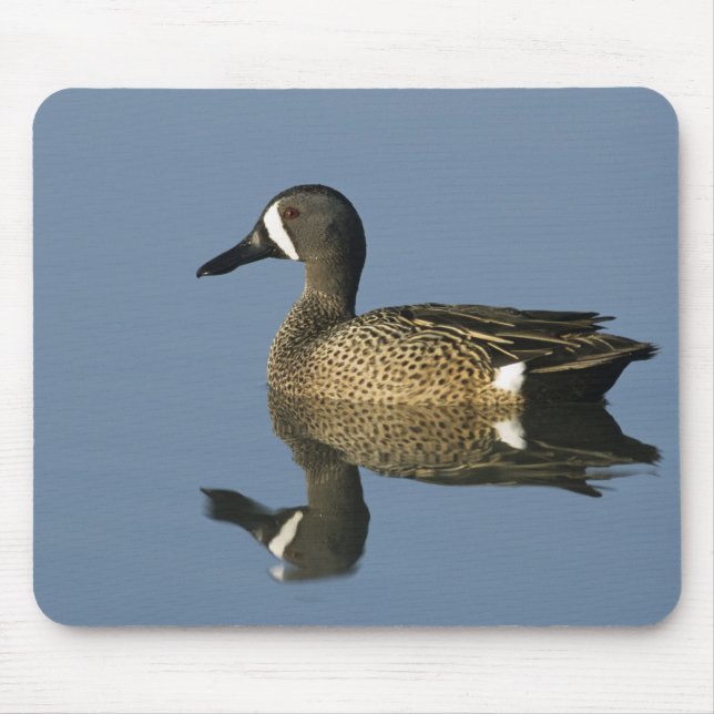 Blue-winged Teal, Anas discors,male, Port Mouse Pad (Front)