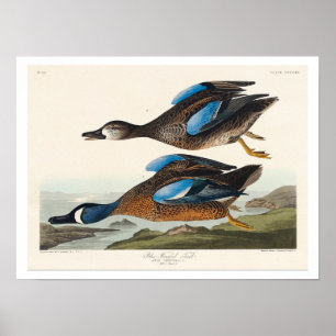 Blue-Winged Teal by Audubon Poster