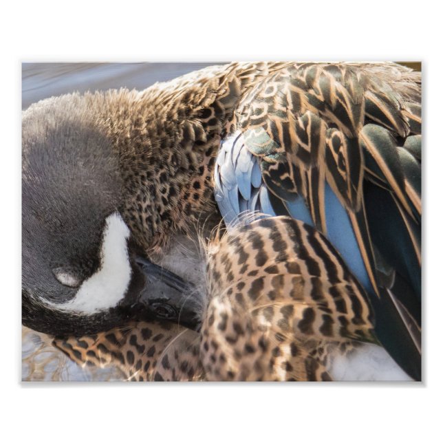 Blue Winged Teal Duck Photography Print (Front)