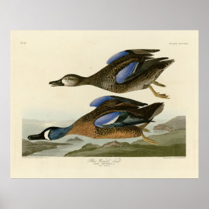 Blue-Winged Teal from Audubon's Birds of America Poster