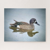 Blue-winged Teal