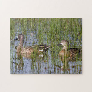 Blue-winged Teal male and female in wetland Jigsaw Puzzle