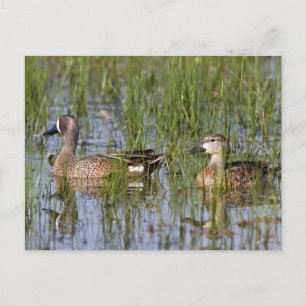 Blue-winged Teal male and female in wetland Postcard
