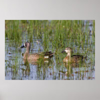 Blue-winged Teal male and female in wetland