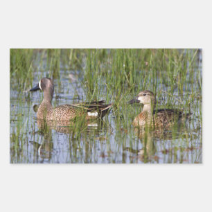 Blue-winged Teal male and female in wetland Sticker