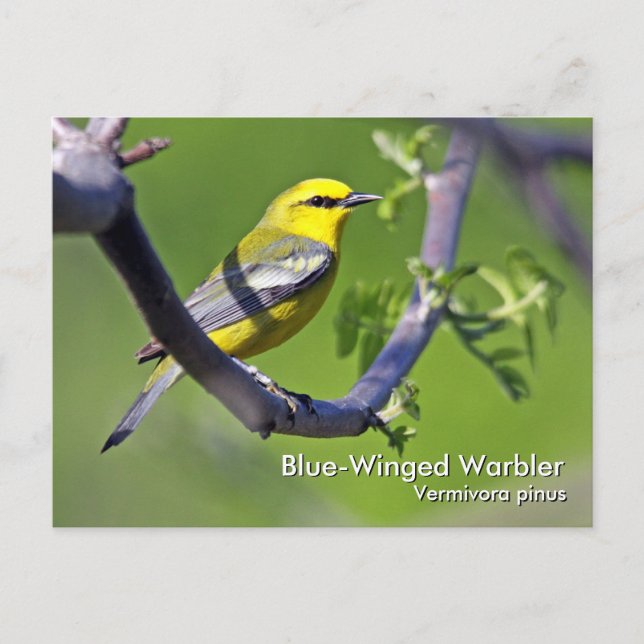 Blue-Winged Warbler Postcard (Front)