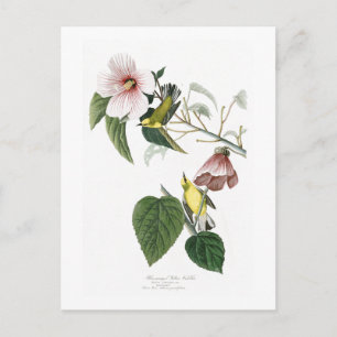 Blue-winged Yellow Warbler Audubon Birds America Postcard