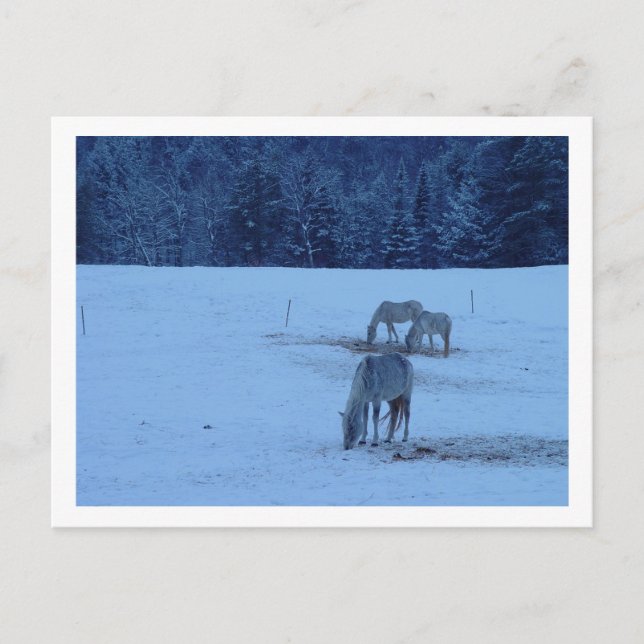 Blue Winter Horses Postcard (Front)