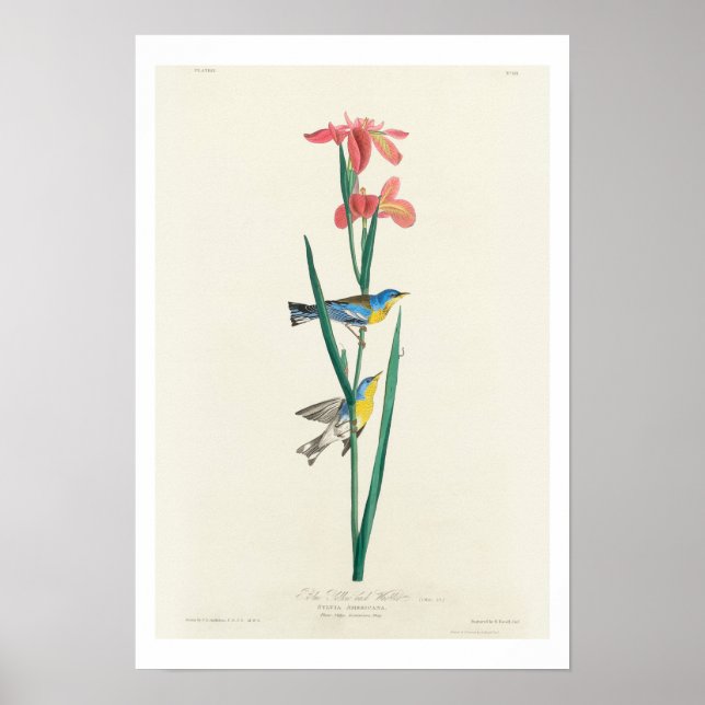 Blue Yellow back Warbler by Audubon Poster (Front)