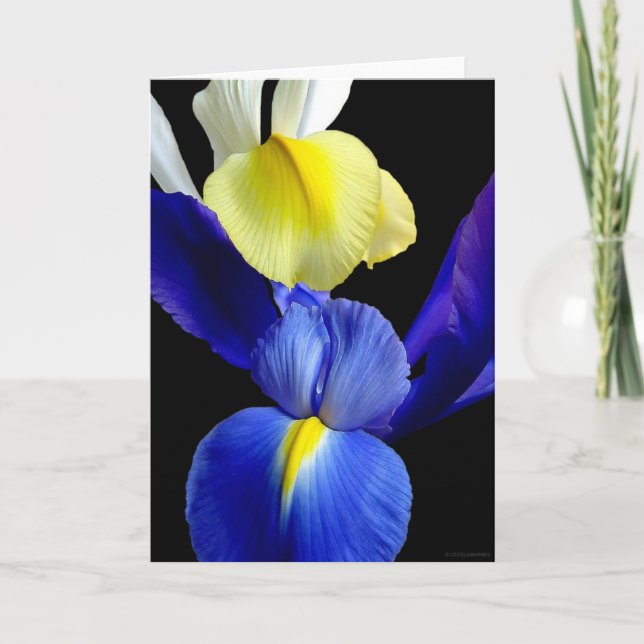 Blue & Yellow Iris Flowers 4b Card (Front)