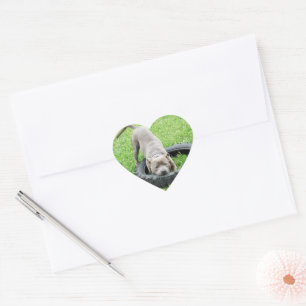 Blue Young Staffordshire Bull terrier, Heart Sticker