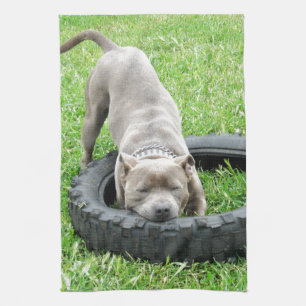 Blue Young Staffordshire Bull Terrier, Kitchen Towel