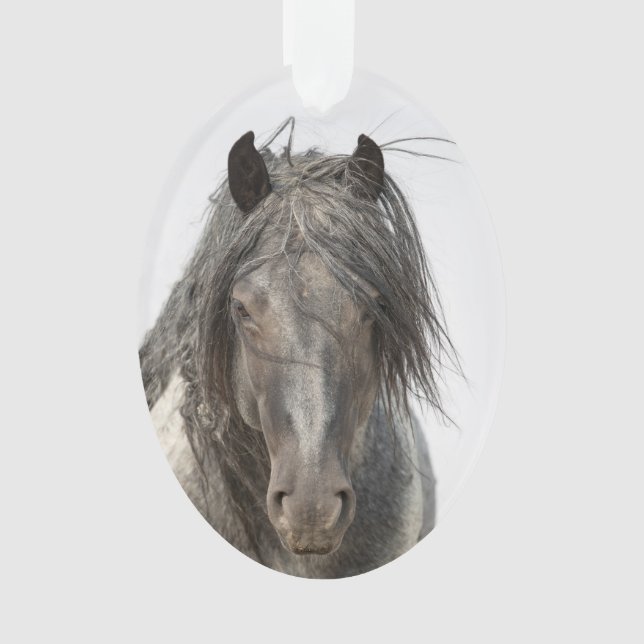 Blue Zeus Approchez Wild Hoofbeats Ornement (devant)