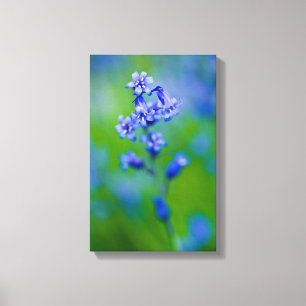 Bluebell flower Canvas print