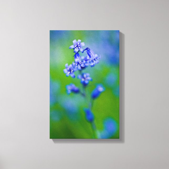Bluebell flower Canvas print (Front)