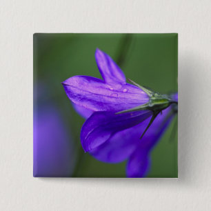 Bluebell flower in Independence Pass in 2 Inch Square Button