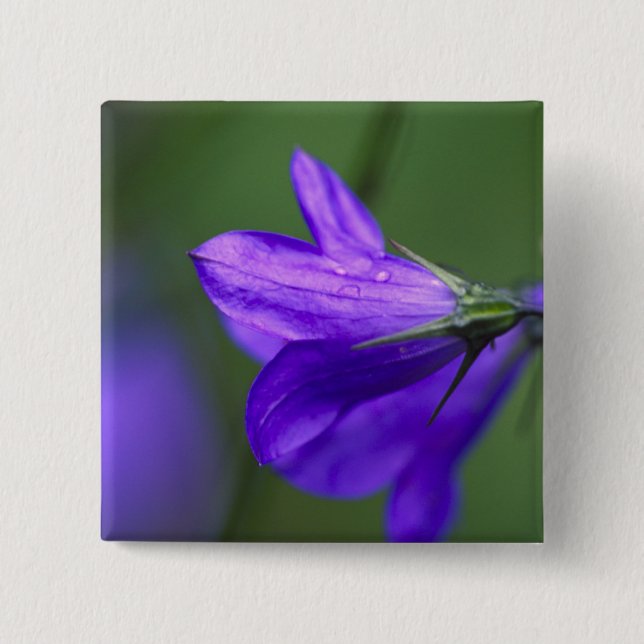 Bluebell flower in Independence Pass in 2 Inch Square Button (Front)