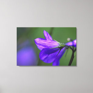 Bluebell flower in Independence Pass in Canvas Print
