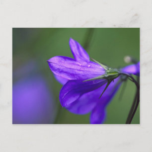 Bluebell flower in Independence Pass in Postcard