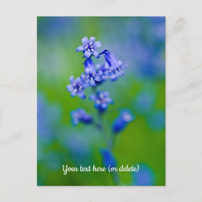 Bluebell flower Postcard (Front)
