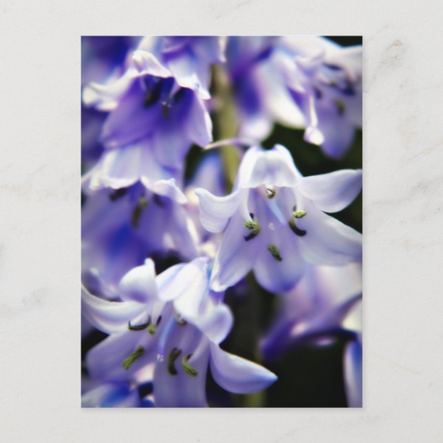 Bluebell flower postcard (Front)