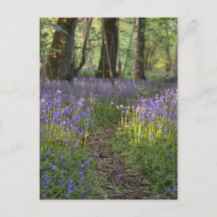 Bluebell Path Postcard