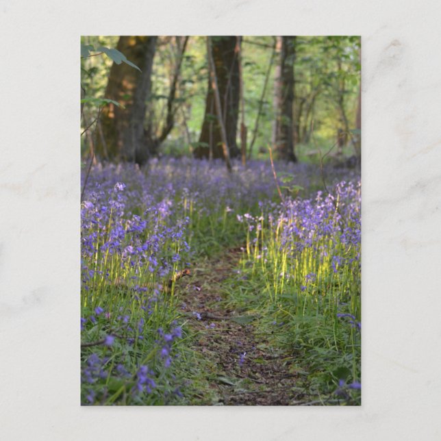 Bluebell Path Postcard (Front)