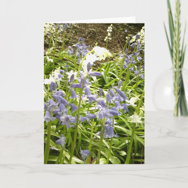 Bluebell Photos / détails 2 - Carte Printemps 2016 (Devant)