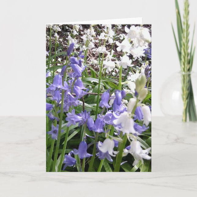 Bluebell Photos / details - Spring 2016 Card (Front)