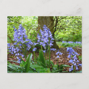 BLUEBELL WOOD  ~  Postcard