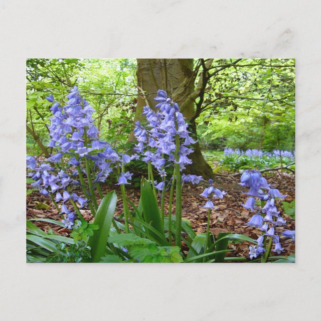 BLUEBELL WOOD  ~  Postcard (Front)