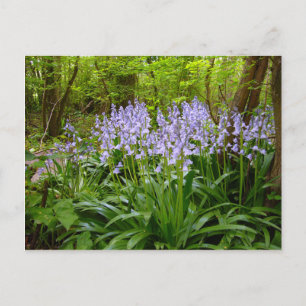 BLUEBELL WOOD POSTCARD
