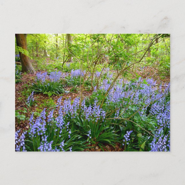 BLUEBELL WOOD ~ Postcard ~ 5 (Front)