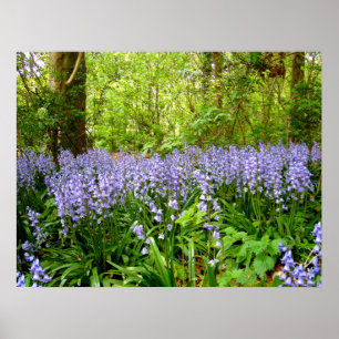BLUEBELL WOOD ~ Poster