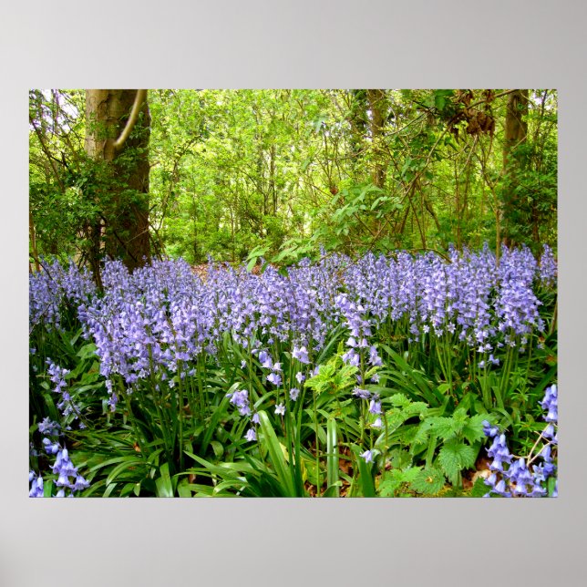 BLUEBELL WOOD ~ Poster (Front)