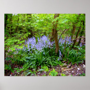 BLUEBELL WOOD ~ Poster # 4