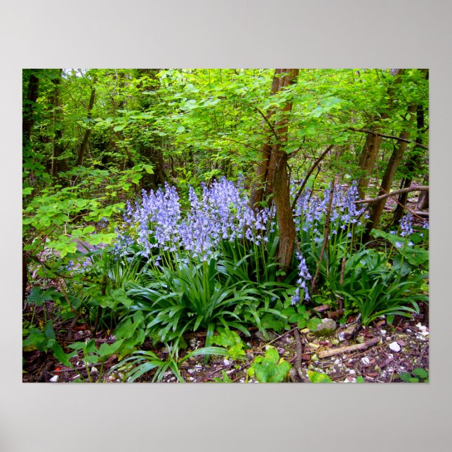 BLUEBELL WOOD ~ Poster # 4 (Front)